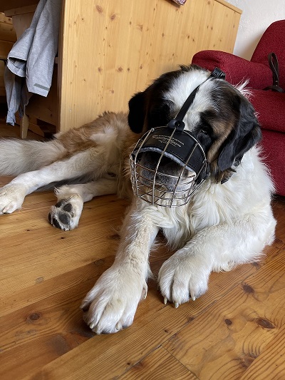 Cane di San Bernardo con comoda e pratica museruola a cestello